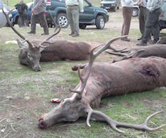 Sacan a subasta la venta de carne de 706 ciervos y 80 jabalíes a abatir